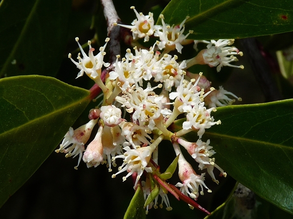 {Prunus caroliniana}